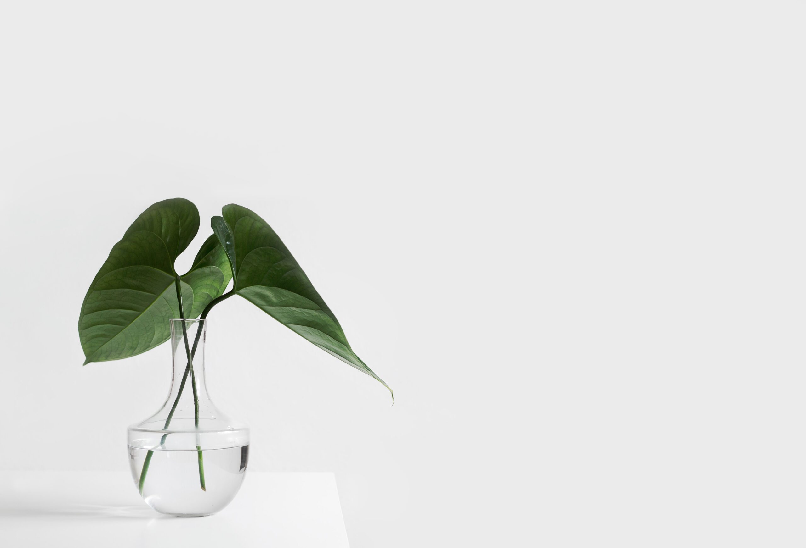 minimalist plant